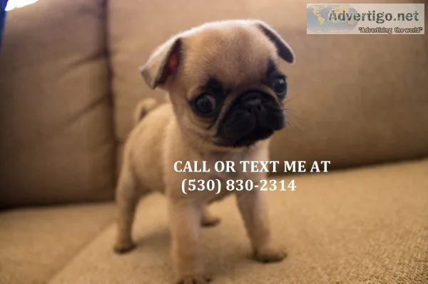 Ksbdkfbks soft andclean pug puppies for 
