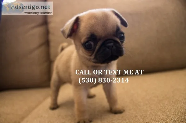 Kmnwr fantastic pug puppies for sale 