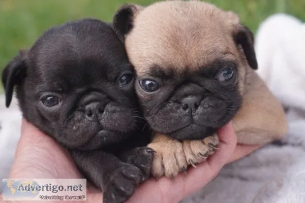  super pug puppies available*