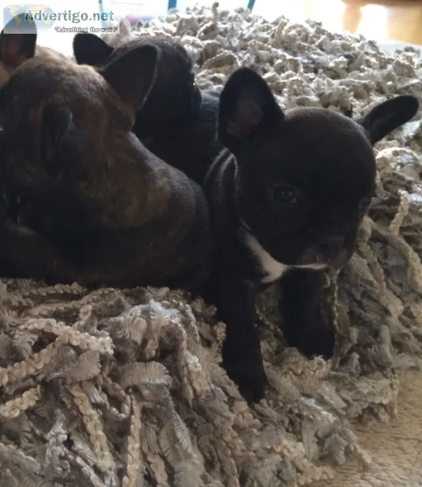 Superb french bull dog pups