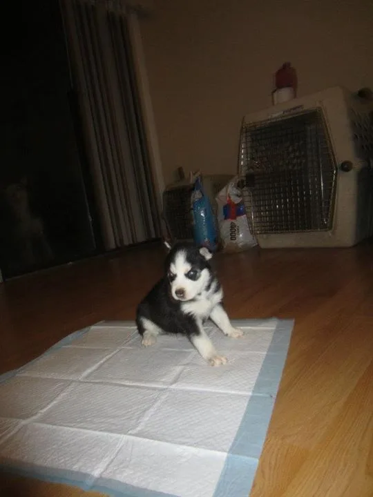 Huytr siberian husky pups