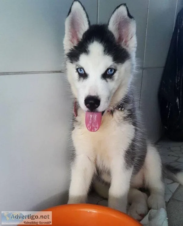 Vwaz siberian husky pups