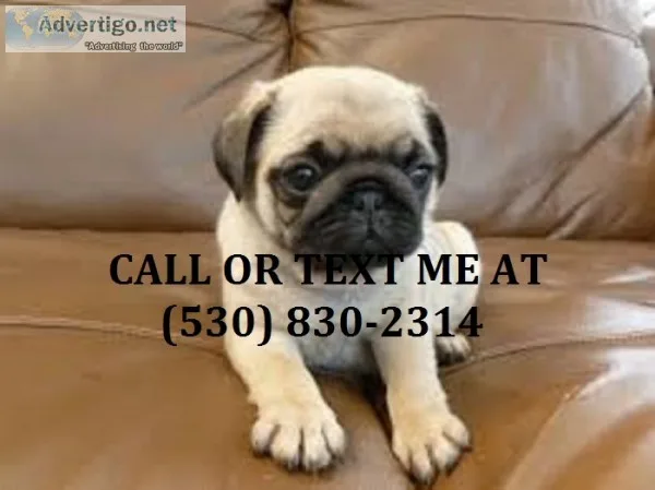 Urgent home needed pug puppies now