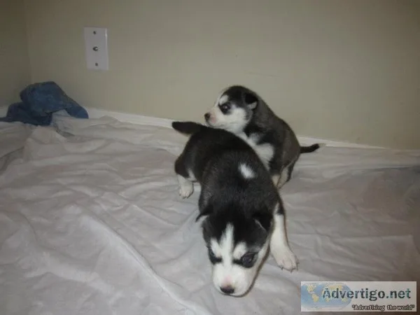 Dxzqwa siberian husky pups