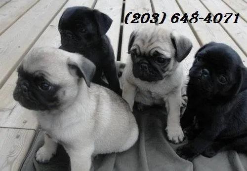  charming pug puppies available