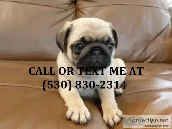 Urgent home needed pug puppies now