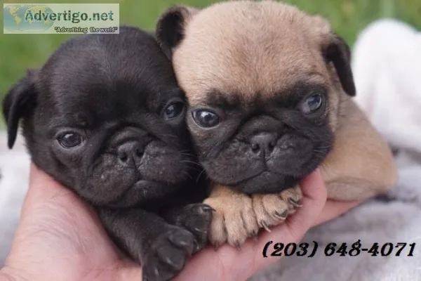 46802trained pug puppies( healthy) 