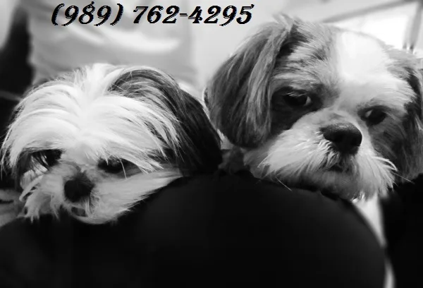  shih tzu puppiess available here-(989) 