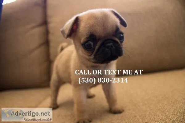 Mnhbg 2males 1female pug puppies for sal