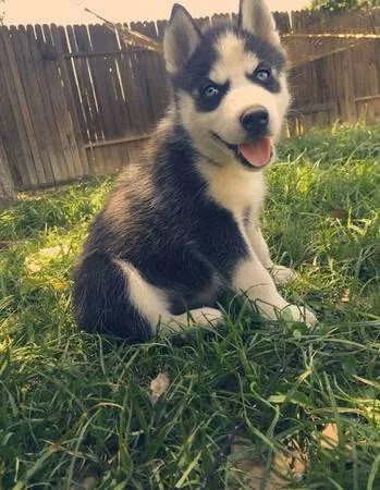 Gfds siberian husky pups