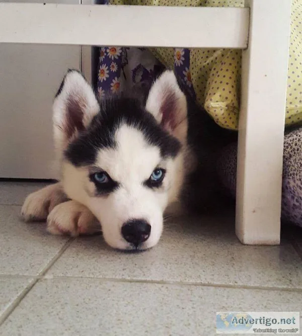 Dazqq siberian husky pups
