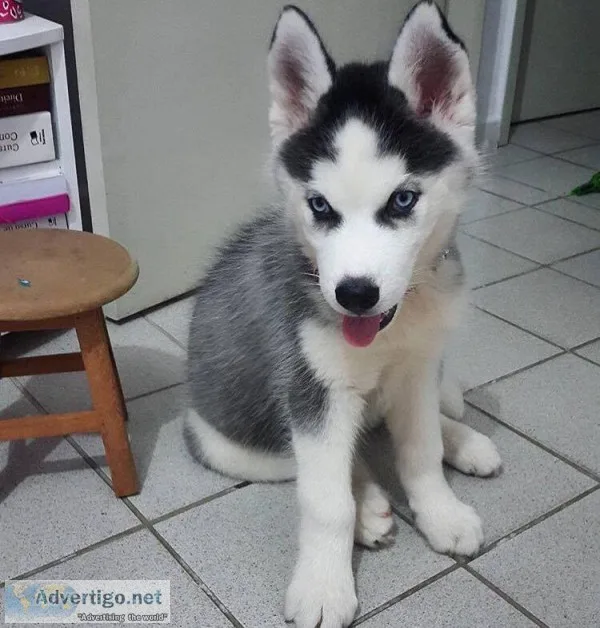 Yhgfd siberian husky pups