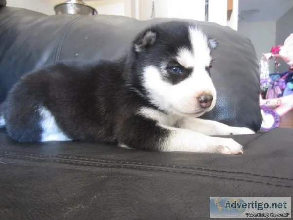 Hgbvc siberian husky pups