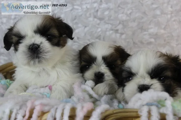 Shih tzu puppies-contact (989) 762-4295