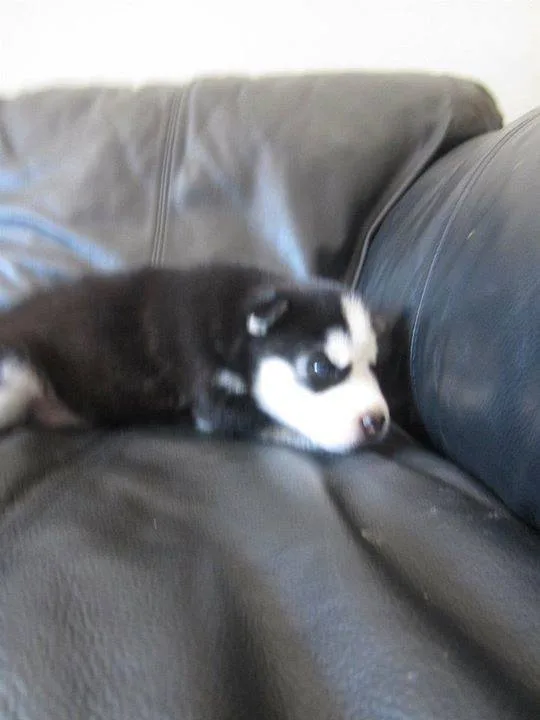 Opp siberian husky pups