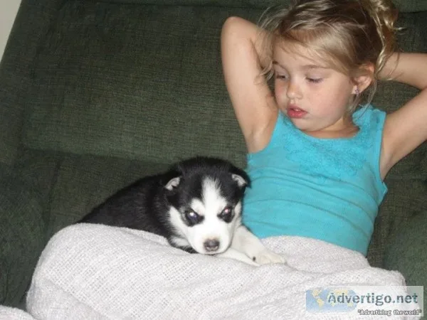 Lpyv siberian husky pups