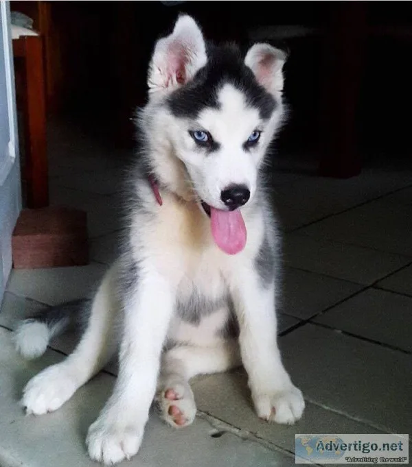 Hgtc siberian husky pups