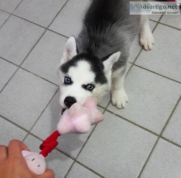 Qazxbb siberian husky pups