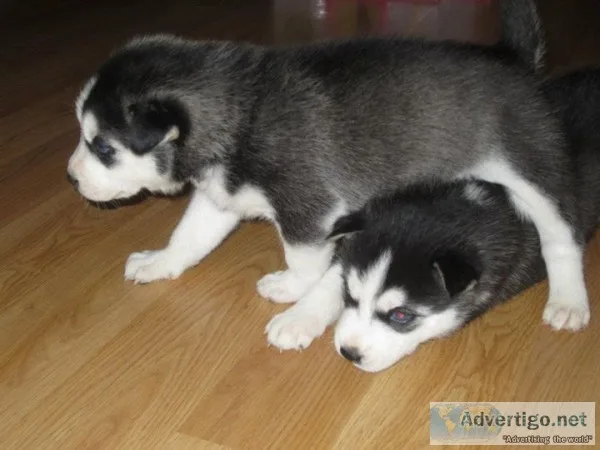Hkubfcx siberian husky pups
