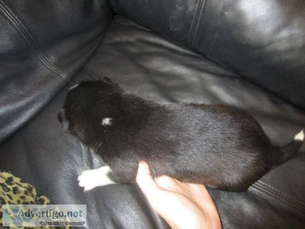 Lki siberian husky pups