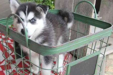 Siberian husky puppies m/f text304986