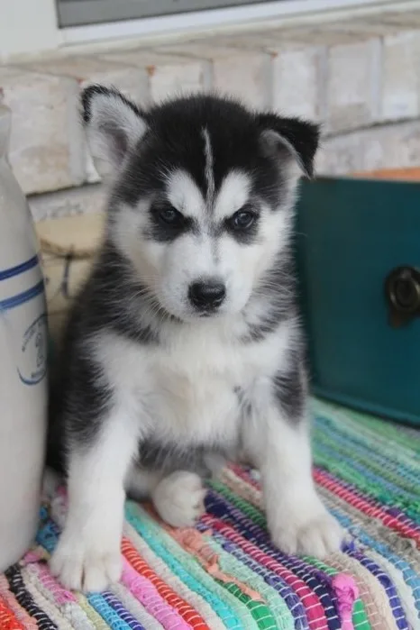 Siberian husky puppies m/f text304986
