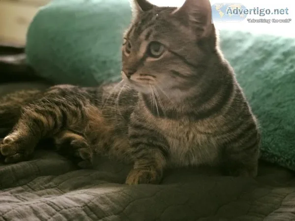 Munchkin male cat 1 year 