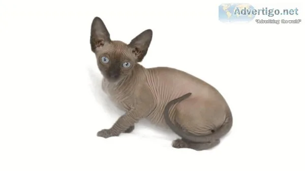Gorgeous sphynx home raised