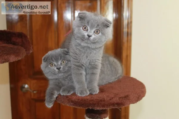 Gorgeous blue and lilac luxury kittens 