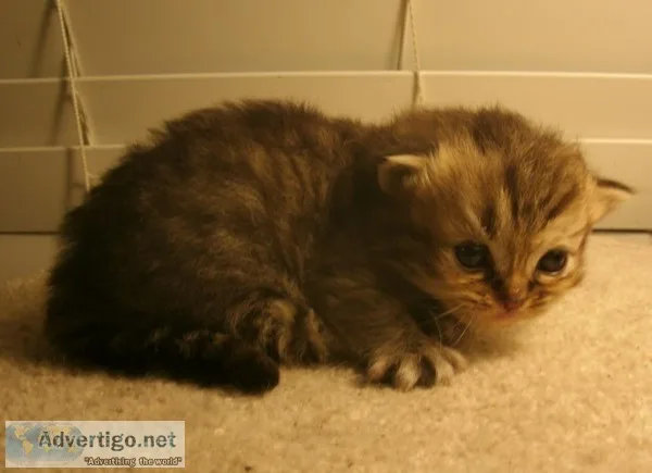 *tica registered ragdoll mink kittens