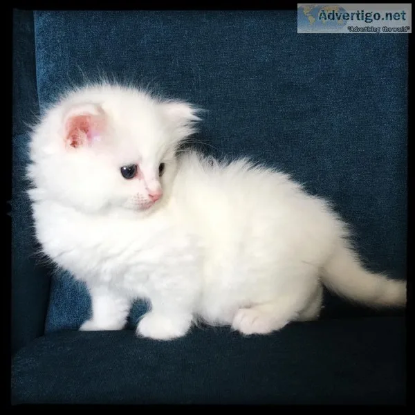 Solid white female - tica reg ragdoll 