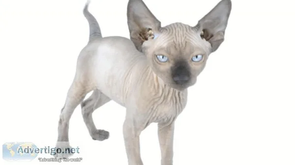 Gorgeous sphynx home raised