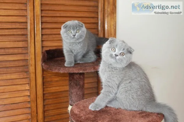 Gorgeous blue and lilac luxury kittens 