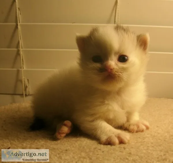 *tica registered ragdoll mink kittens