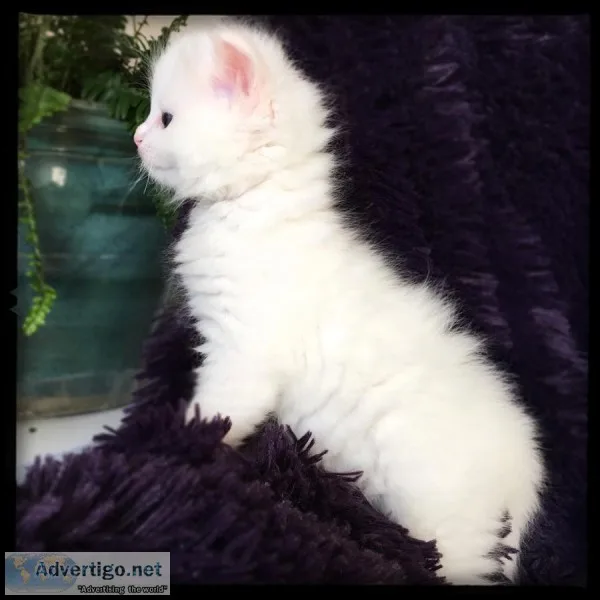 Solid white female - tica reg ragdoll 