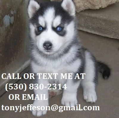 Nhbgt re-homing siberian husky puppies 