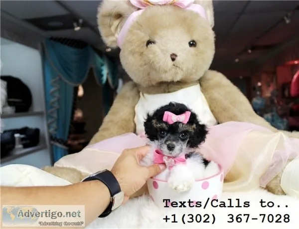 Quality m/f poodle puppies for sale