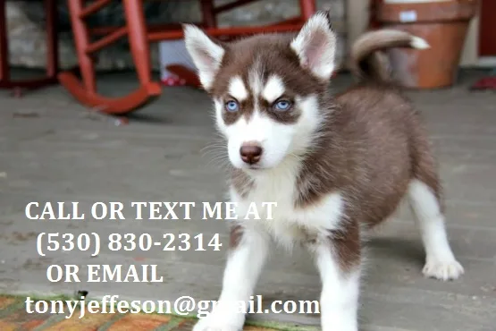Mnbgt smart siberian husky puppies 4 sal