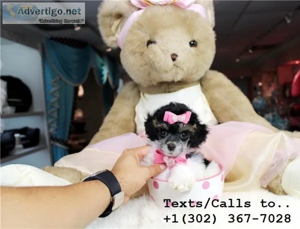 Qty male/female poodle puppies for sale