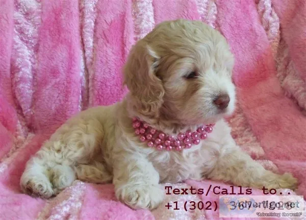 Eye catching m/f poodle puppies for sale