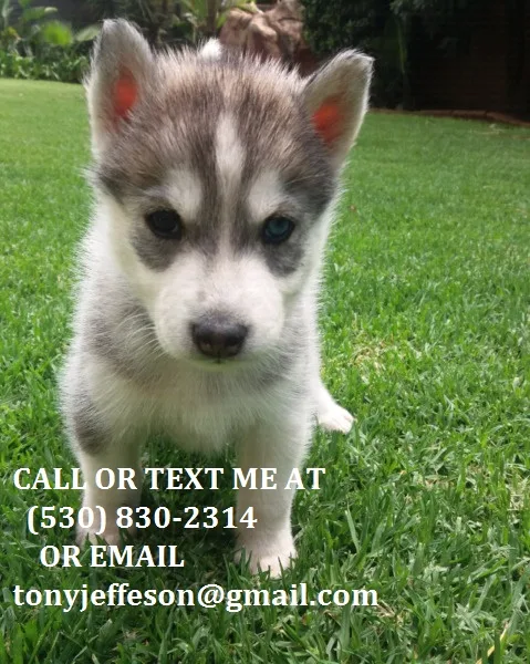 Bhgt adorable siberian husky puppies for