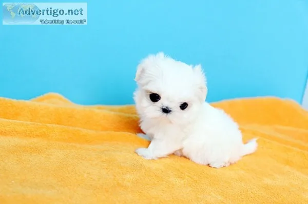 Zsh akc maltese companions available
