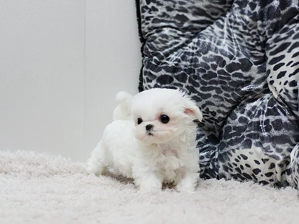 Fggdrg male and female maltese puppies