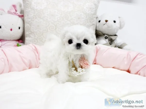 Gfd  four lovely maltese now to rehome