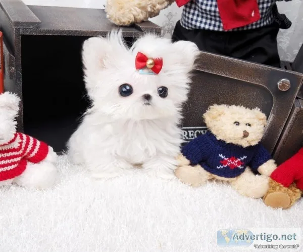 02 maltese puppies for sale,  