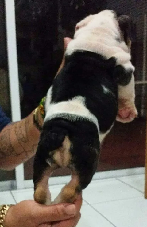 Playful english bulldog puppy