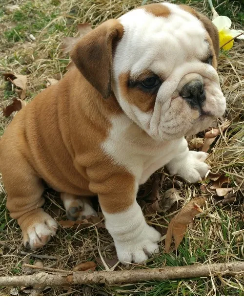 Stunning kc registered english bulldog p