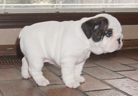 Darling english bulldog puppies