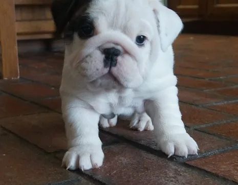 English bulldogs for adoption