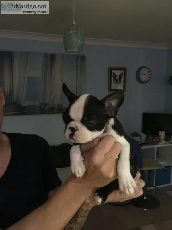  boston terrier puppies for freeadoption